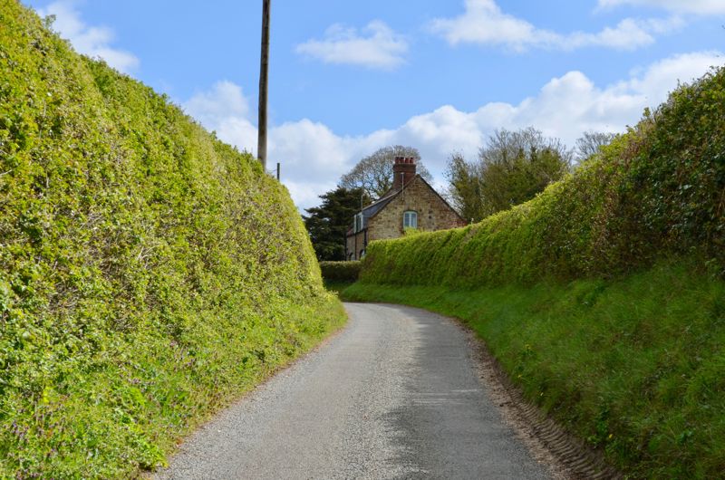 Hedges cut in a lane.jpg