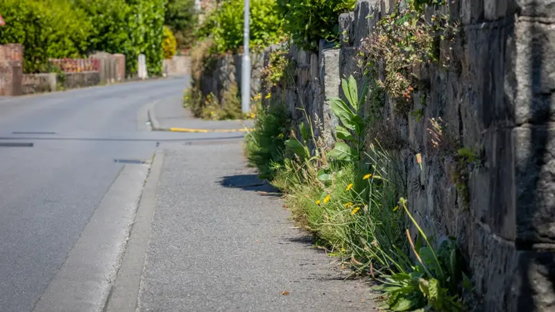 overgrown verges.webp
