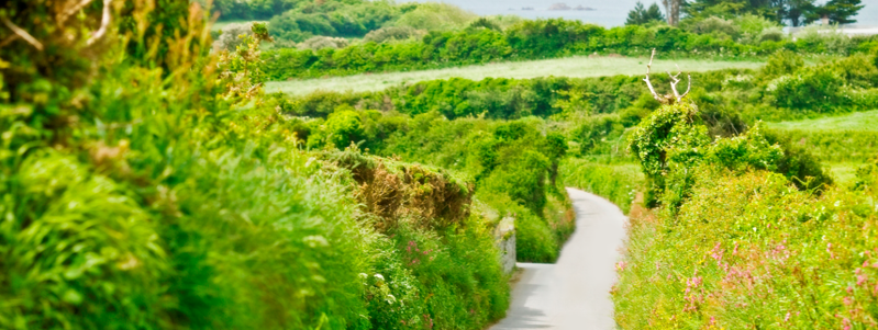 Hedges1 SoG image.png